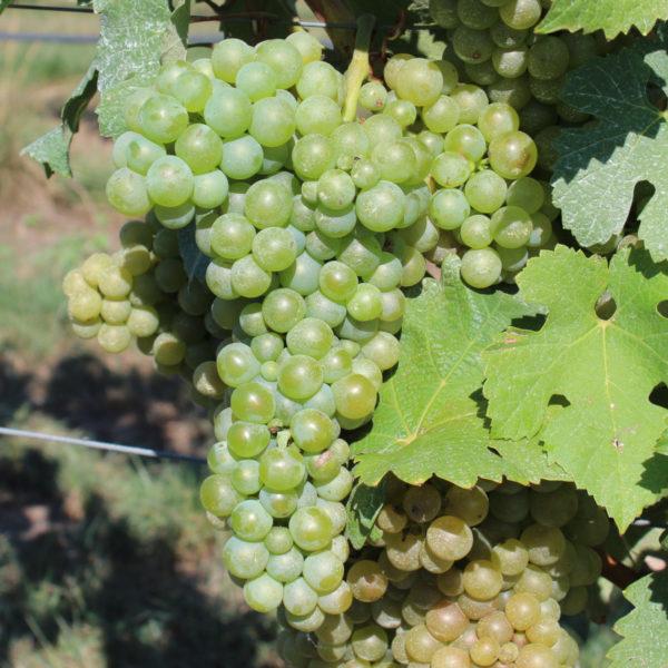 TREBBIANO ROMAGNOLO