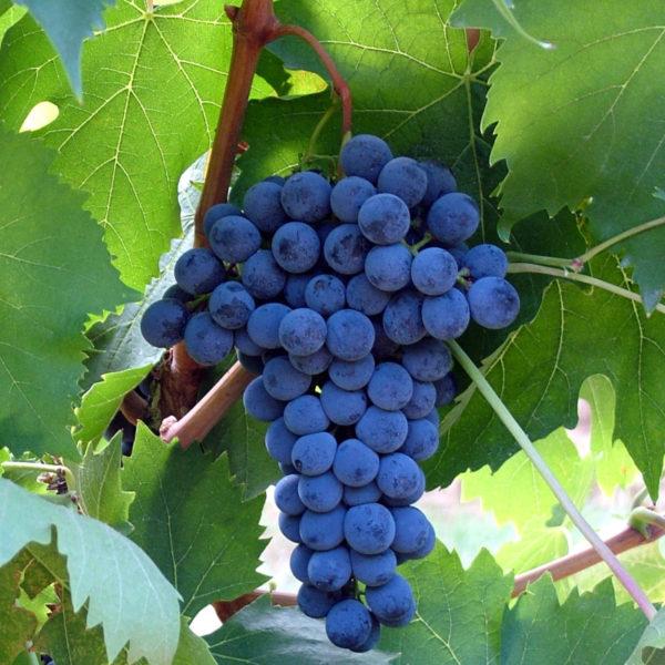 SANGIOVESE