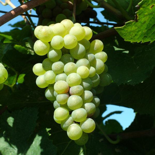 SAUVIGNON BIANCO