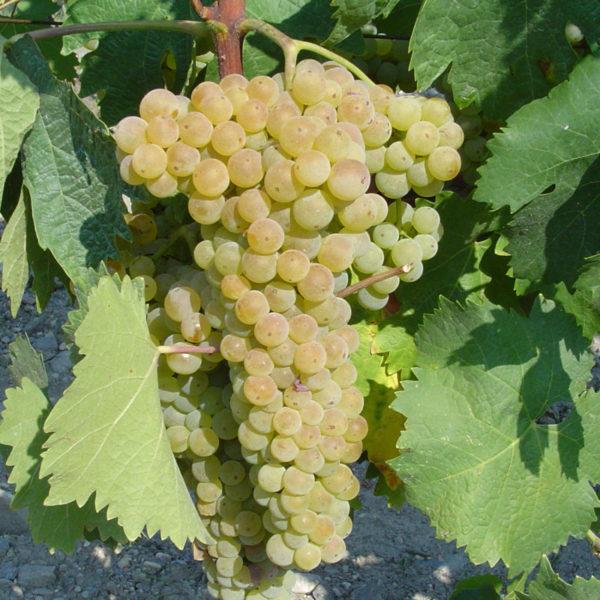 TREBBIANO TOSCANO