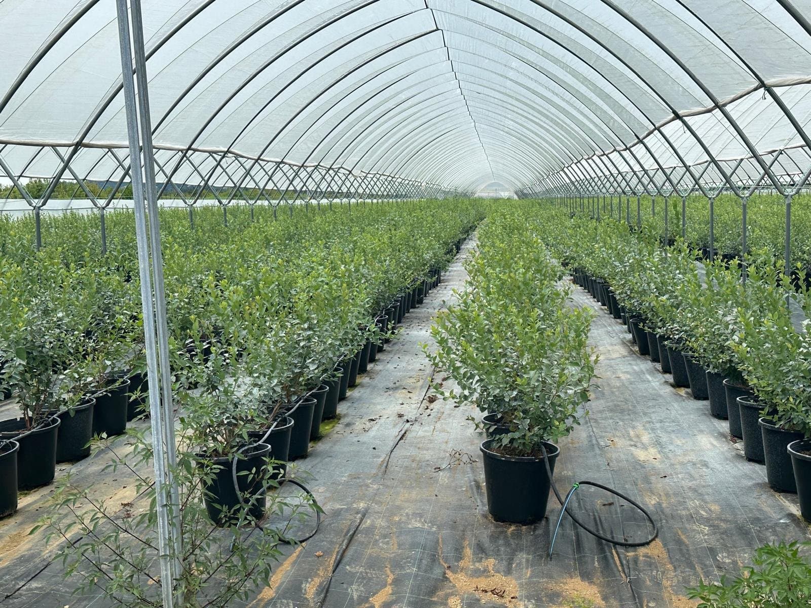 Optimized solutions for seasonal crop cultivation