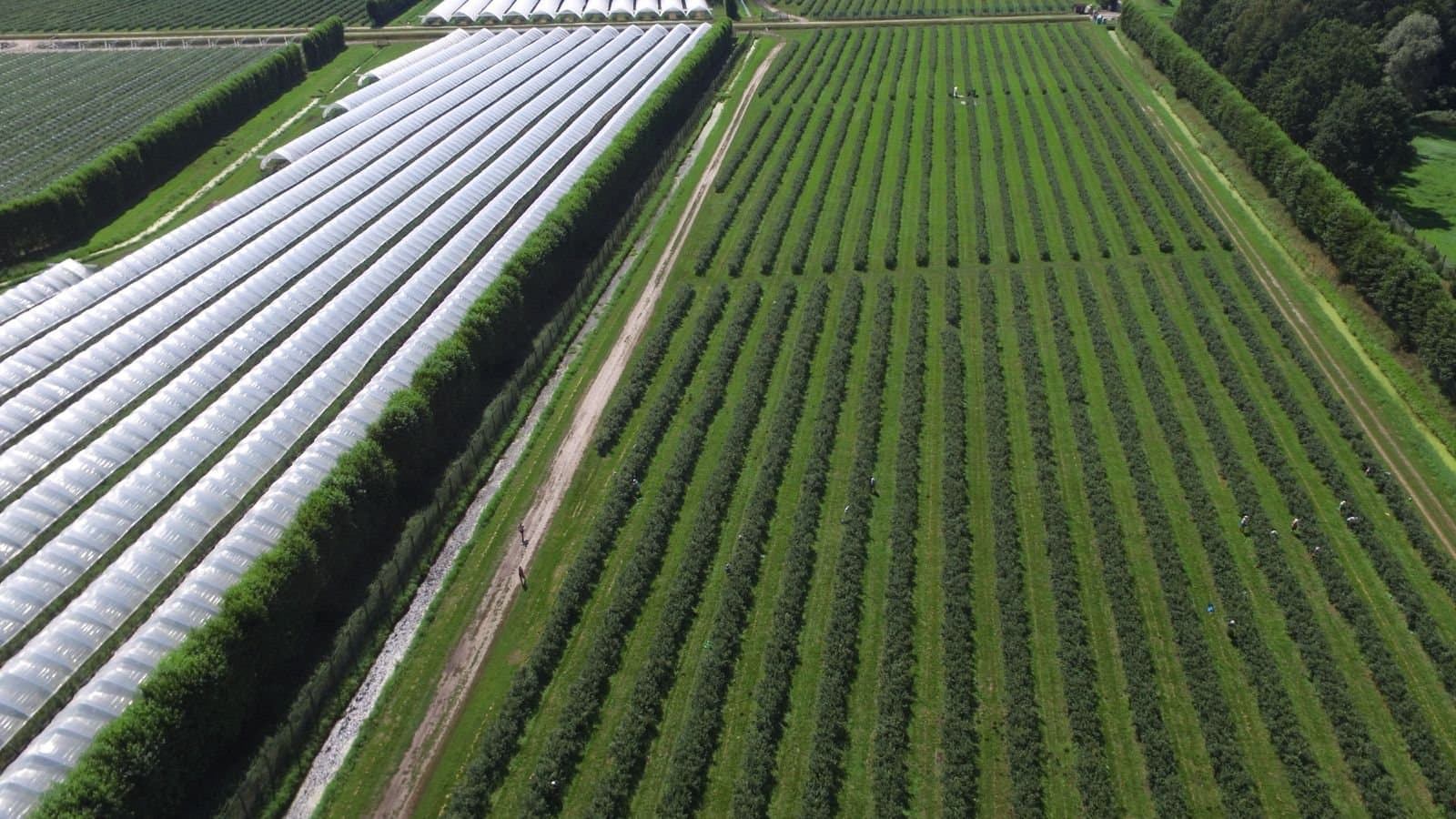 The future of blueberry cultivation.